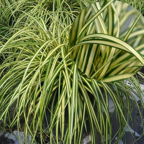 Carex oshimensis 'Evergold' - Oshiima tarn 'Evergold' P9/0,55L